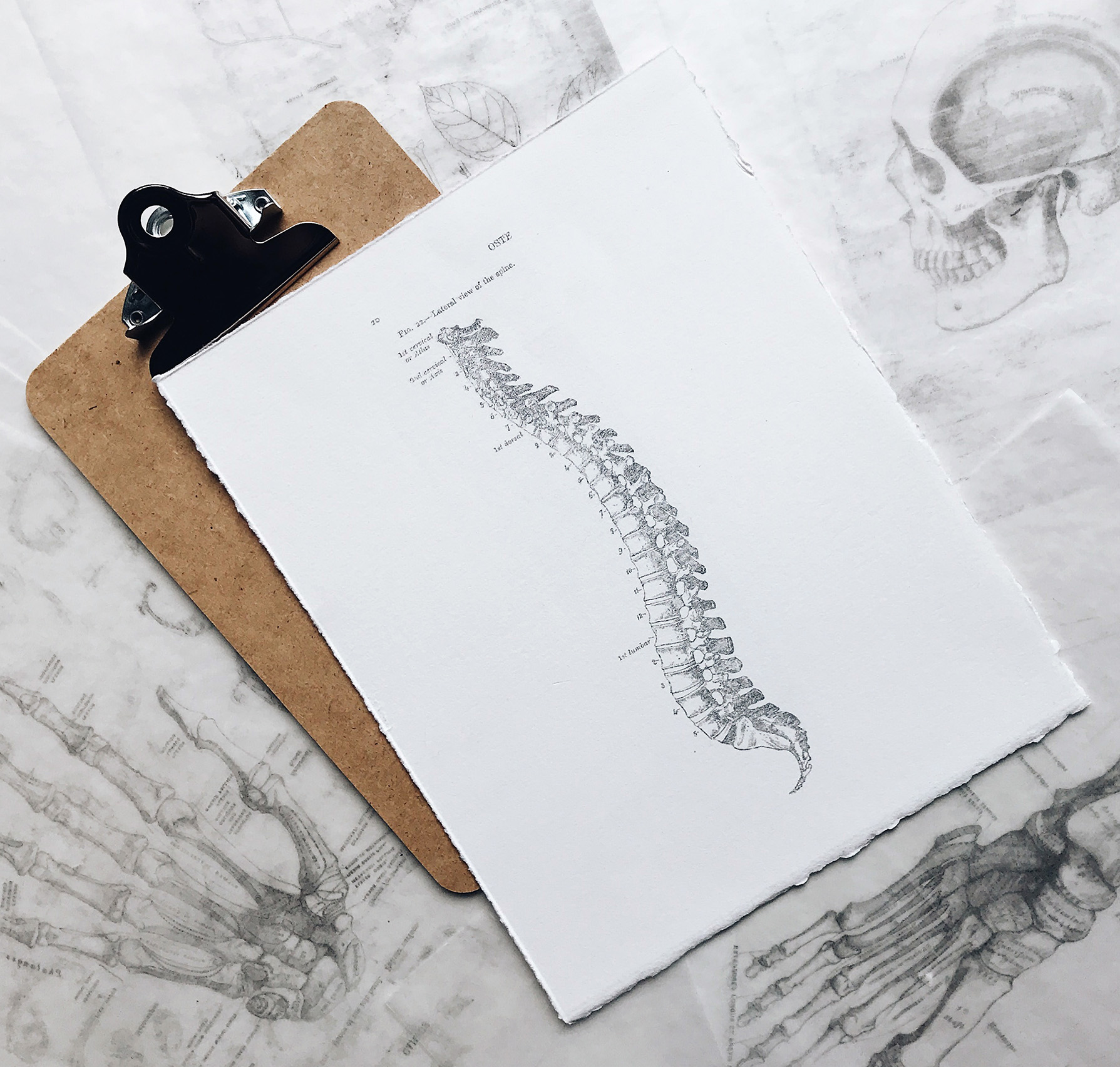 schema medico di una colonna vertebrale